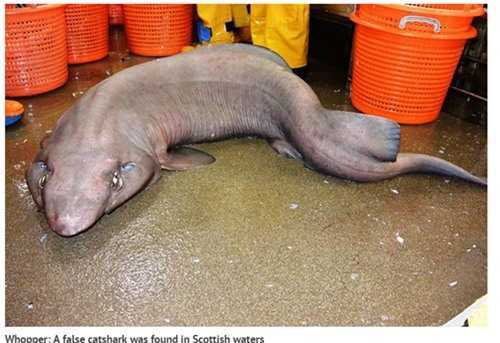 Liên tiếp bắt được cá 'quái vật', kỳ dị như ma cà rồng