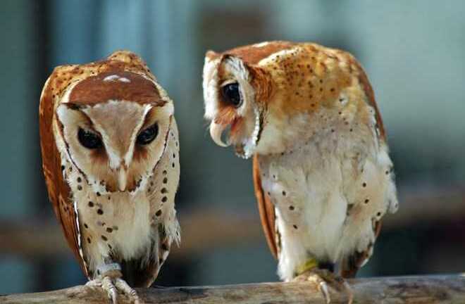 Bí ẩn loài chim 'thần chết'