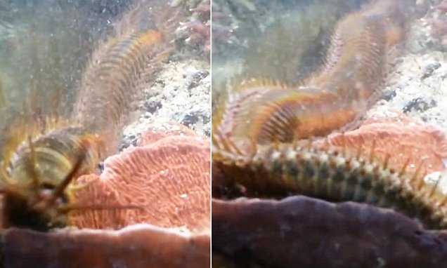 Hãi hùng phát hiện sâu khổng lồ dài 1,2m trong bể cá suốt 2 năm