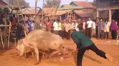 Tàn ác, vô nhân đạo, dã man tận cùng lễ hội đâm trâu