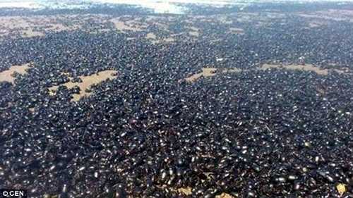 Bọ hung phủ kín bờ biển Argentina báo hiệu ngày tận thế?
