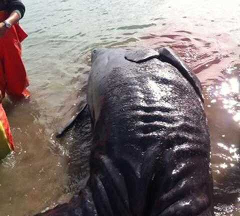 Quái vật hai đầu dạt vào bờ biển Mexico gây sốc