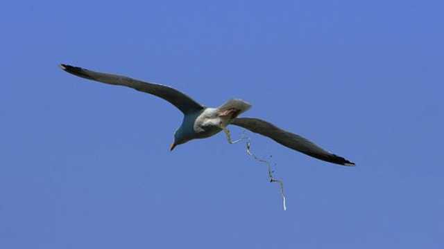 Hy hữu: Lò phản ứng hạt nhân Mỹ phải đóng cửa vì phân chim