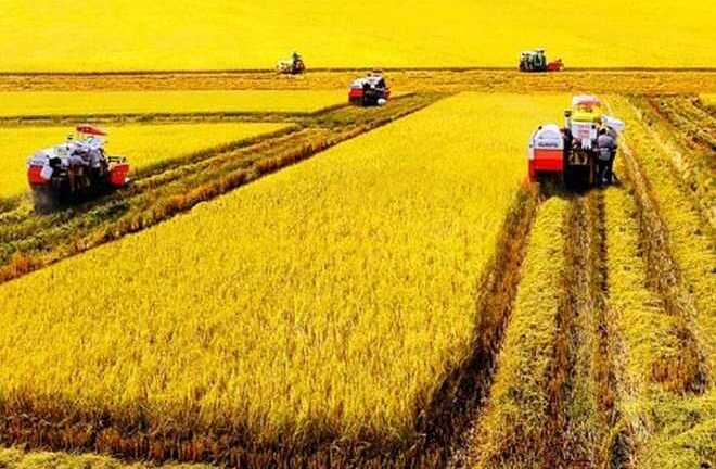 Đầu tư trồng rau nuôi bò ở nước ngoài, đại gia Việt đang 'thừa tiền'?