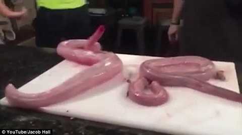 Rắn lìa đầu, lột sạch da vẫn vùng dậy cắn người