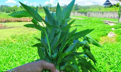 Những người này không nên ăn rau muống