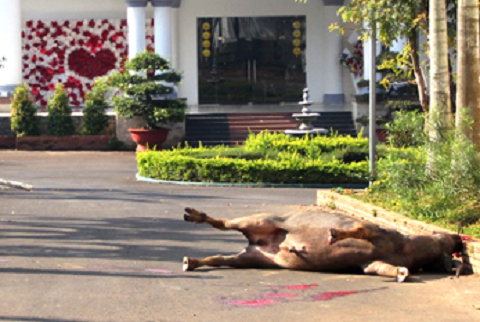 Nổ súng hạ gục trâu 'điên' húc 3 người nhập viện