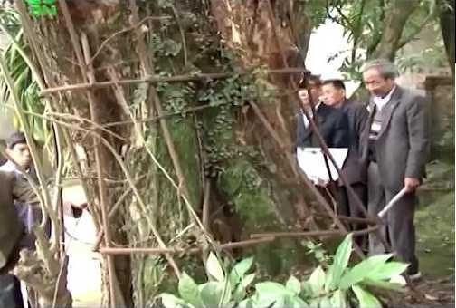 Ly kỳ chuyện ‘cây sưa 150 tỷ’ được dân làng ‘sống chết’ bảo vệ