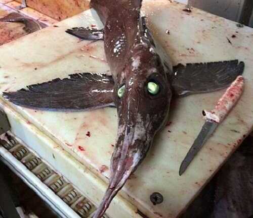 Phát hiện 'quái vật ngoài hành tinh’ có cánh và mắt phát sáng