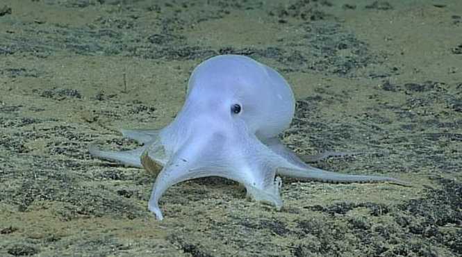 Video: Tìm thấy bạch tuộc 'ma' kỳ dị