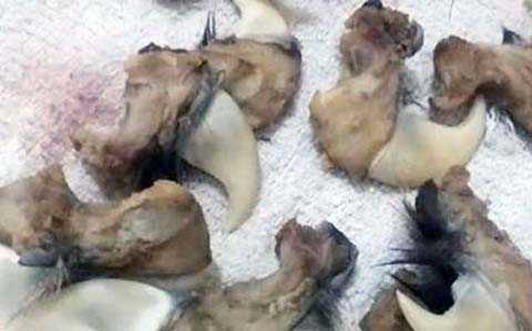 Rao bán móng hổ, gấu công khai trên Facebook