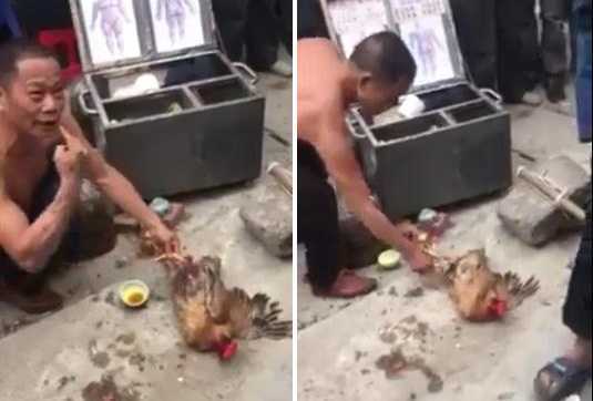 Kỳ lạ gà bị bẻ gãy chân bỗng đứng dậy chạy bộ nhờ được bôi ‘thần dược’