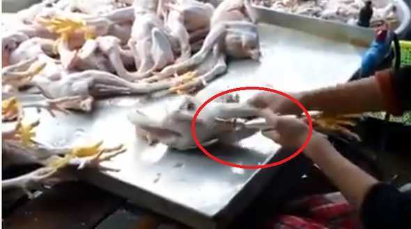 Clip: Rợn người cảnh bơm dung dịch lạ ‘phù phép’ gà gầy thành gà béo