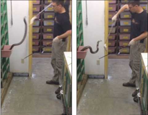 Rùng mình nghề hàng ngày đối mặt với những cú đớp của rắn hổ mang