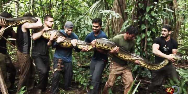 Rùng rợn clip lấy thân mình làm mồi nhử trăn Nam Mỹ khổng lồ