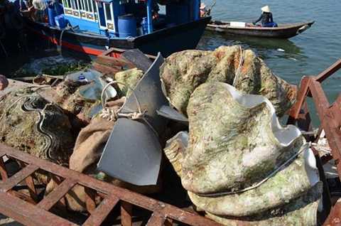 Những động vật khổng lồ 'khó tin' trên trái đất