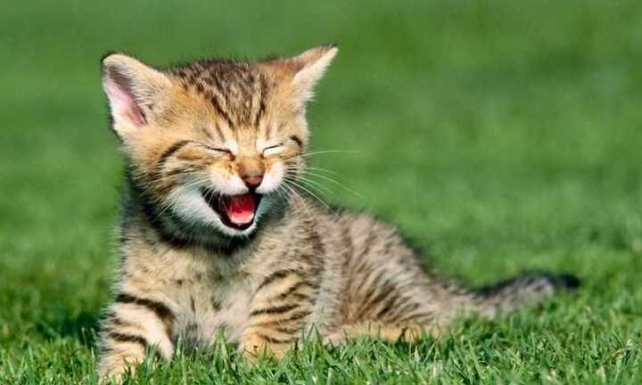 Những con giáp sinh ra đã hút tài lộc, may mắn