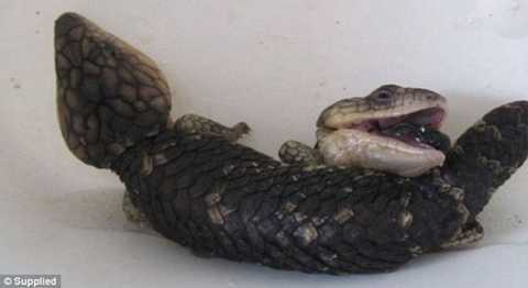 Phát hiện thằn lằn kì dị có 2 đầu trong vườn nhà