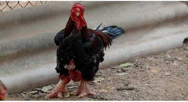 Danh sách các món ăn đắt đỏ ở Việt Nam