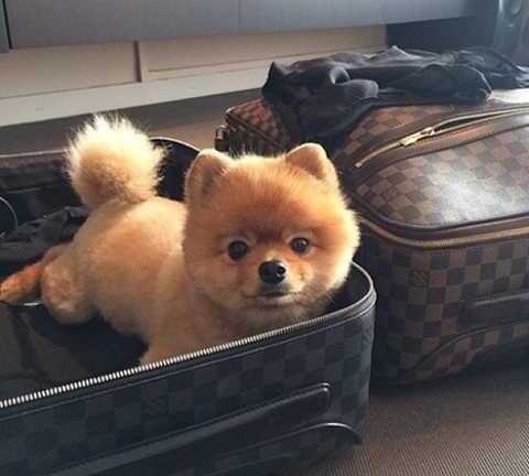 Ngông cuồng, nhà giàu Dubai dát vàng lên răng, nuôi sư tử làm thú cưng