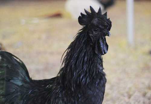 Clip: Cận cảnh giống gà ‘mặt quỷ’ đắt nhất thế giới ở Bình Dương