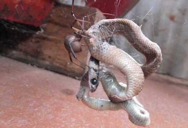 Clip: Nhện lưng đỏ giăng tơ giết chết rắn nâu cực độc