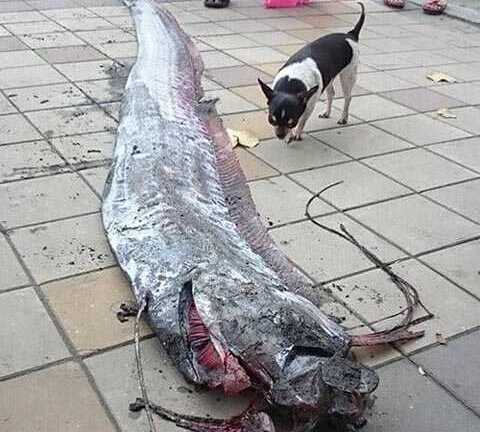Hoang mang cá quái dị xuất hiện trên đường phố