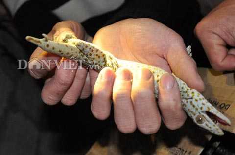 Tắc kè mọc 2 đuôi cực hiếm xuất hiện ở Bắc Giang