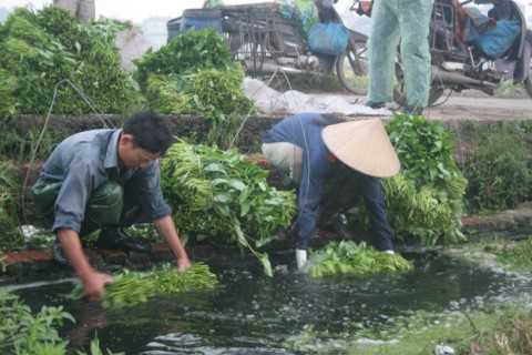 Vấn nạn rau bẩn: Biết bẩn mà vẫn phải ‘nhắm mắt’ đặt cược mạng sống