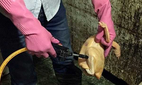 Nhìn những hình ảnh này bạn có còn dám ăn thịt gà chế biến sẵn