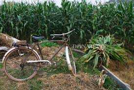 Vác dao đánh chồng giữa ruộng ngô vì bị ép 'yêu nhiều cách'