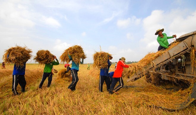 Xâm nhập mặn khủng khiếp ở miền Tây: Thực phẩm ở Sài Gòn đội giá