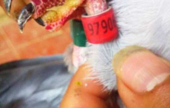 Chim bồ câu có ký tự lạ nghi gắn chip điện tử ở Nghệ An