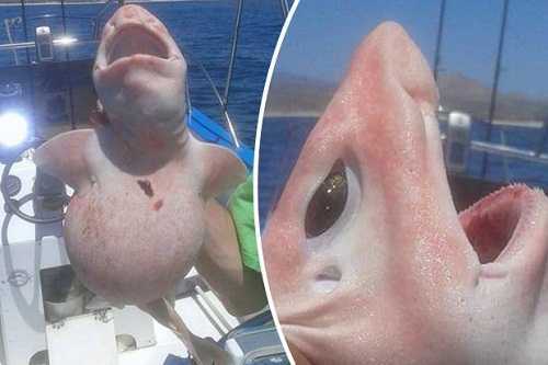 Phát hiện 'thủy quái ngoài hành tinh' mắc bệnh bạch tạng ở Mexico