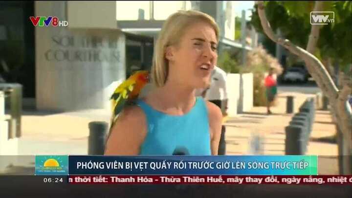 Clip: Nữ phóng viên bị vẹt quấy rối trước giờ lên sóng trực tiếp