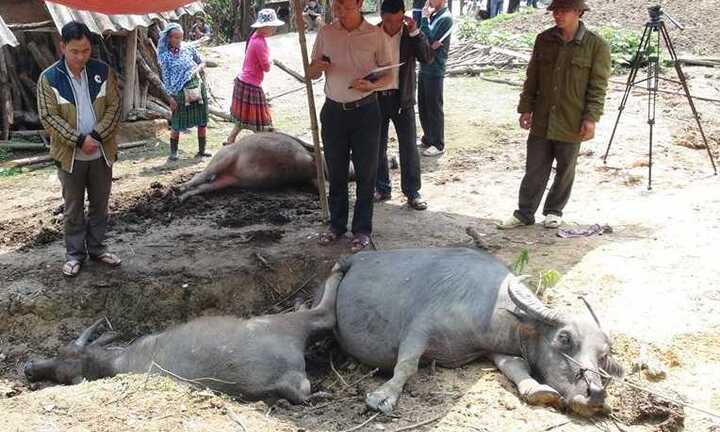 Hy hữu, sét đánh chết cùng lúc 5 con trâu