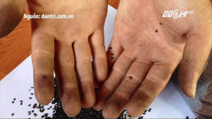 Hoang mang tin đồn nhuộm vừng đen bằng lõi pin ở Phú Yên