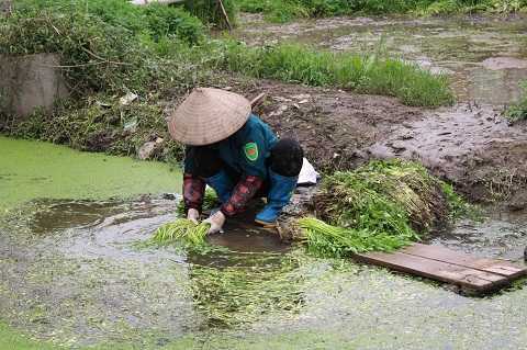 Hà Nội đang kiểm tra vụ rau xanh trồng trong nghĩa địa