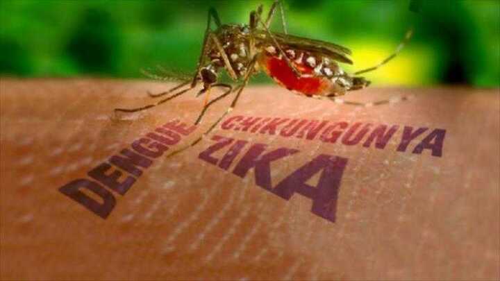 Chủ động phòng chống virus gây teo não Zika