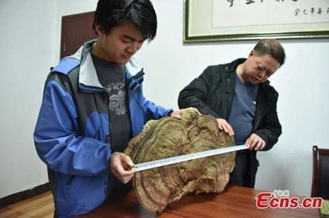 Phát hiện nấm linh chi 100 năm tuổi to như cái mâm