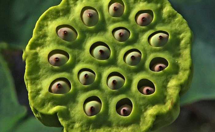 Lý giải hiện tượng rùng mình khi nhìn ảnh lỗ tròn