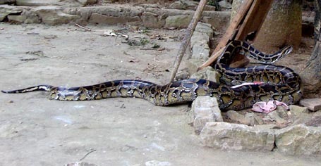 Lời đồn rợn tóc gáy về con trăn quẩn quanh trong ngôi đền thờ Mẫu