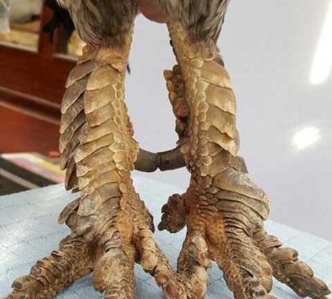 Cận cảnh gà đá chân chi chít vảy rồng ở Việt Nam