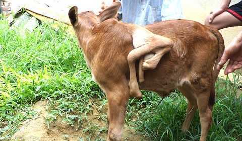 Hàng trăm người đổ xô xem con bê 7 chân ở Nghệ An
