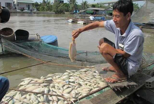 Những tác động đã trông thấy của xâm nhập mặn khiến con người phải sợ hãi