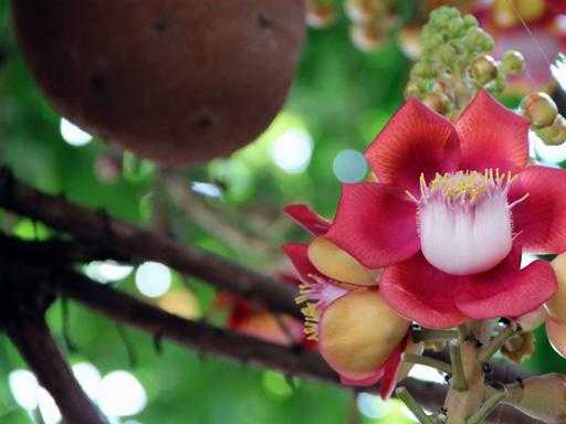 Thấm thía lời Phật dạy 3 'điểm vàng' để hôn nhân nở hoa kết trái