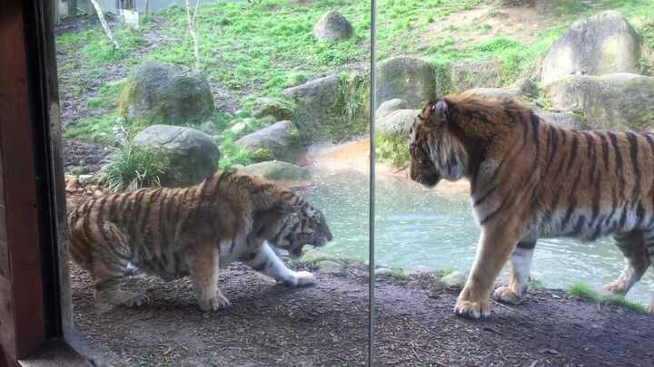 Clip: Đánh thức giấc ngủ trưa của hổ cái và cái kết 'đắng' cho hổ đực