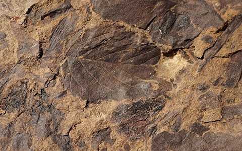 Bí mật triệu năm của hàng trăm mảnh hóa thạch bị cháy