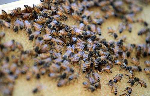 18 cô trò trường mầm non bị đàn ong vỡ tổ tấn công tới tấp