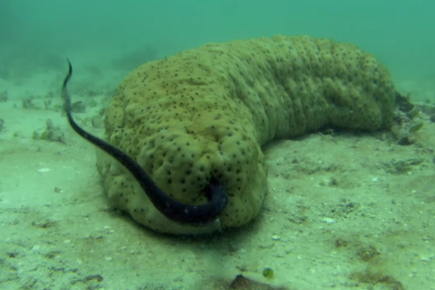 Clip: ‘Quái vật’ dưa chuột biển khiến ai nhìn cũng chết khiếp